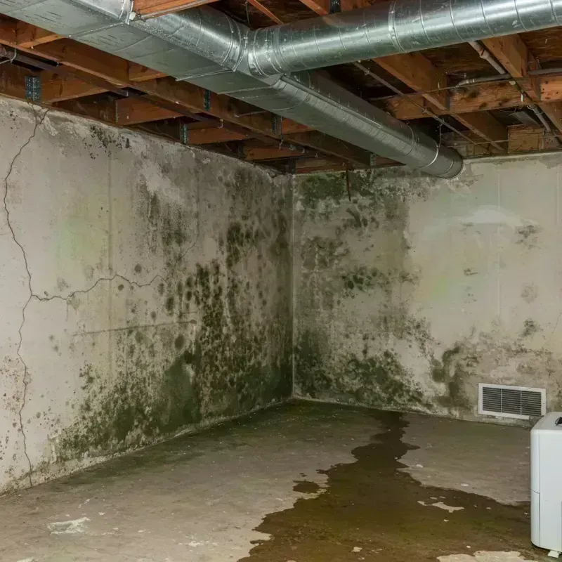 Professional Mold Removal in Gibson, AR